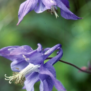 Photographie n°2334179 du taxon Aquilegia vulgaris L. [1753]