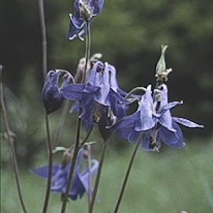 Photographie n°2334180 du taxon Aquilegia vulgaris L. [1753]