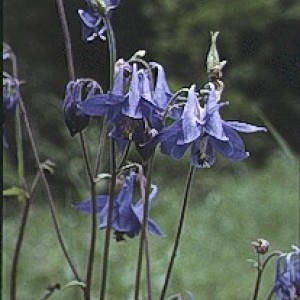 Photographie n°2334181 du taxon Aquilegia vulgaris L. [1753]