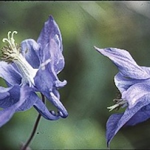 Photographie n°2334182 du taxon Aquilegia vulgaris L. [1753]