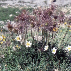  - Pulsatilla alpina subsp. apiifolia (Scop.) Nyman [1878]