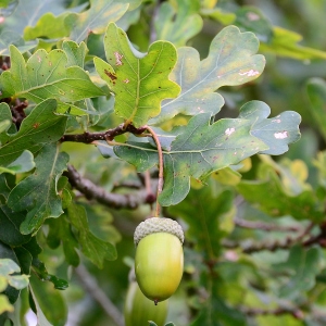 Photographie n°2334186 du taxon Quercus robur L. [1753]