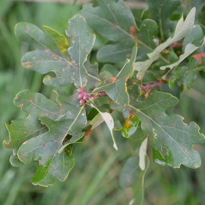 Photographie n°2334187 du taxon Quercus robur L. [1753]