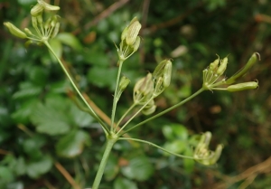 Ans Gorter, le 25 septembre 2019 (11340 Comus, France (Gorges de la Frau))