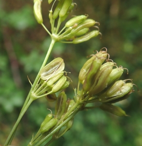 Ans Gorter, le 25 septembre 2019 (11340 Comus, France (Gorges de la Frau))