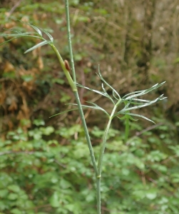 Ans Gorter, le 25 septembre 2019 (11340 Comus, France (Gorges de la Frau))