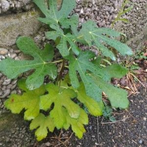 Photographie n°2334214 du taxon Ficus carica L. [1753]