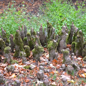 Photographie n°2334225 du taxon Taxodium distichum (L.) Rich. [1810]