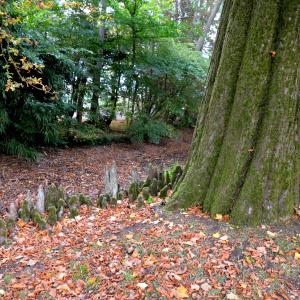 Photographie n°2334229 du taxon Taxodium distichum (L.) Rich. [1810]