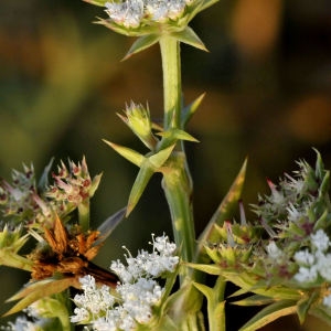 Photographie n°2334238 du taxon Echinophora spinosa L.