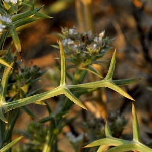 Photographie n°2334239 du taxon Echinophora spinosa L.