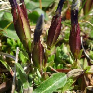 Photographie n°2334251 du taxon Gentiana verna subsp. verna 