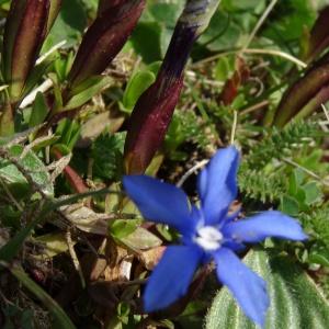 Photographie n°2334252 du taxon Gentiana verna subsp. verna 