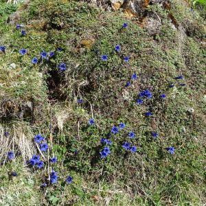 Photographie n°2334257 du taxon Gentiana clusii subsp. pyrenaica Vivant [1978]