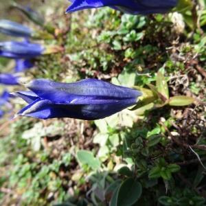 Photographie n°2334262 du taxon Gentiana clusii subsp. pyrenaica Vivant [1978]