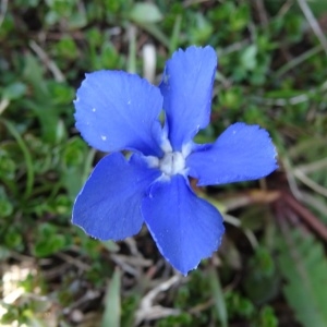Photographie n°2334289 du taxon Gentiana verna subsp. verna 