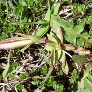Photographie n°2334290 du taxon Gentiana verna subsp. verna 