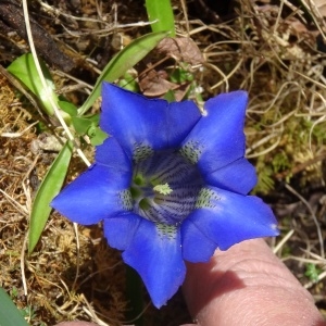 Photographie n°2334292 du taxon Gentiana verna subsp. verna 