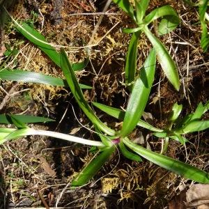 Photographie n°2334294 du taxon Gentiana verna subsp. verna 