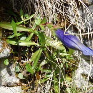 Photographie n°2334295 du taxon Gentiana angustifolia Vill. [1787]