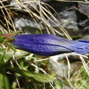 Photographie n°2334296 du taxon Gentiana angustifolia Vill. [1787]
