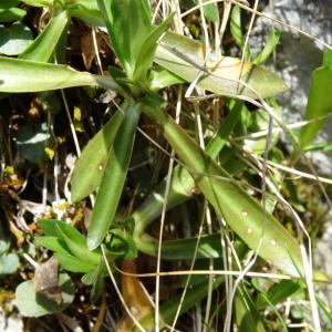 Photographie n°2334298 du taxon Gentiana angustifolia Vill. [1787]