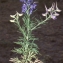  Liliane Roubaudi - Delphinium elatum L. [1753]