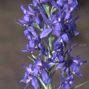  - Delphinium elatum L. [1753]