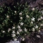  Liliane Roubaudi - Silene cordifolia All. [1785]