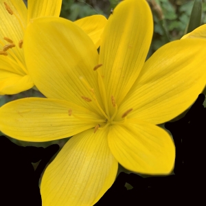 Sternbergia sicula Tineo ex Guss.