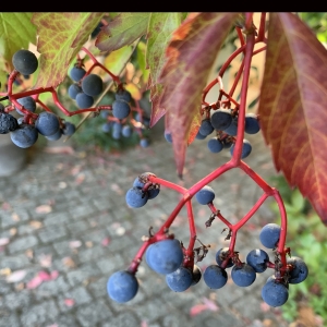 Photographie n°2334329 du taxon Parthenocissus quinquefolia (L.) Planch. [1887]