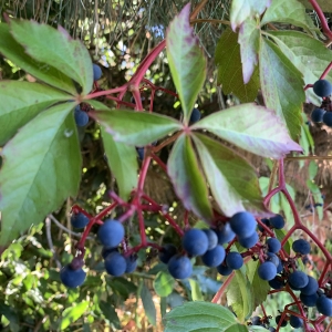  - Parthenocissus quinquefolia (L.) Planch. [1887]