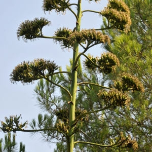  - Agave americana L.