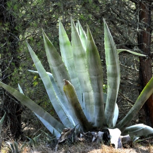  - Agave americana L.