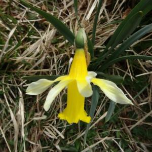 Photographie n°2334381 du taxon Narcissus bicolor L. [1762]