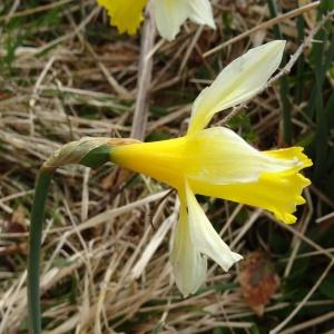 Photographie n°2334382 du taxon Narcissus bicolor L. [1762]