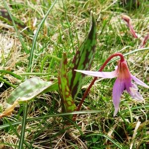 Photographie n°2334383 du taxon Erythronium dens-canis L.