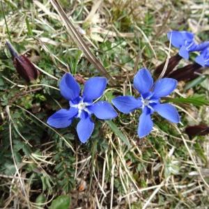 Photographie n°2334386 du taxon Gentiana verna subsp. verna 