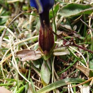 Photographie n°2334388 du taxon Gentiana verna subsp. verna 