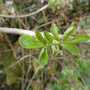 Photographie n°2334392 du taxon Sambucus nigra L. [1753]