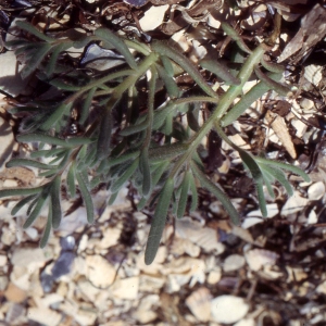 Bassia crassifolia (Pall.) Soldano (Bassia hirsute)