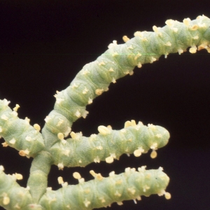 Sarcocornia fruticosa (L.) A.J.Scott (Salicorne en buisson)
