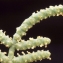  Liliane Roubaudi - Sarcocornia fruticosa (L.) A.J.Scott [1978]