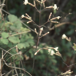 Photographie n°2334408 du taxon Silene italica (L.) Pers. [1805]