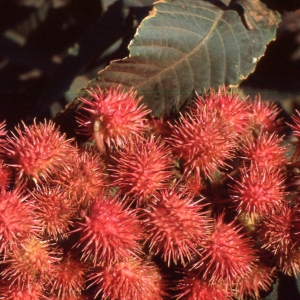  - Ricinus communis L. [1753]