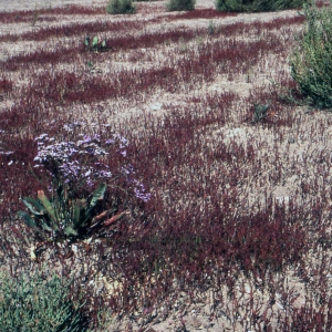 Salicornia emericii Duval-Jouve (Shiny Glasswort)