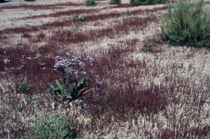 Liliane Roubaudi, le  8 septembre 2000 (Valras-Plage)