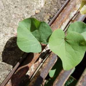 Photographie n°2334430 du taxon Cercis siliquastrum L.