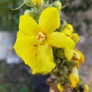 Photographie n°2334437 du taxon Verbascum thapsus L. [1753]