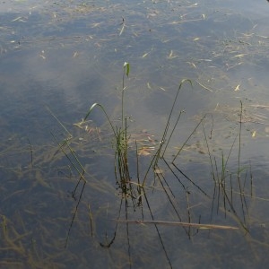 Photographie n°2334458 du taxon Sagittaria graminea Michx. [1803]